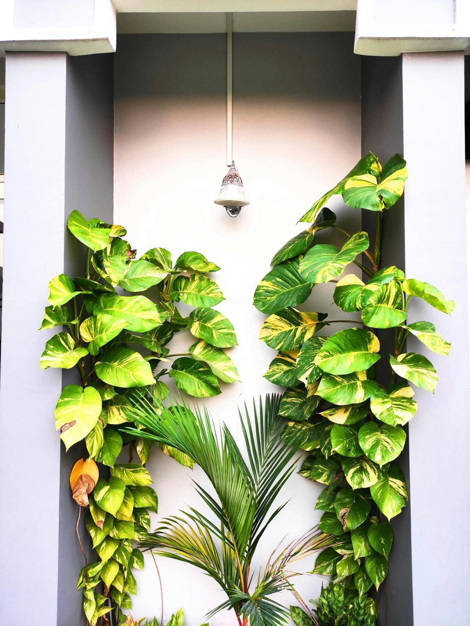 Mango Tree Villa Kochi Exteriér fotografie